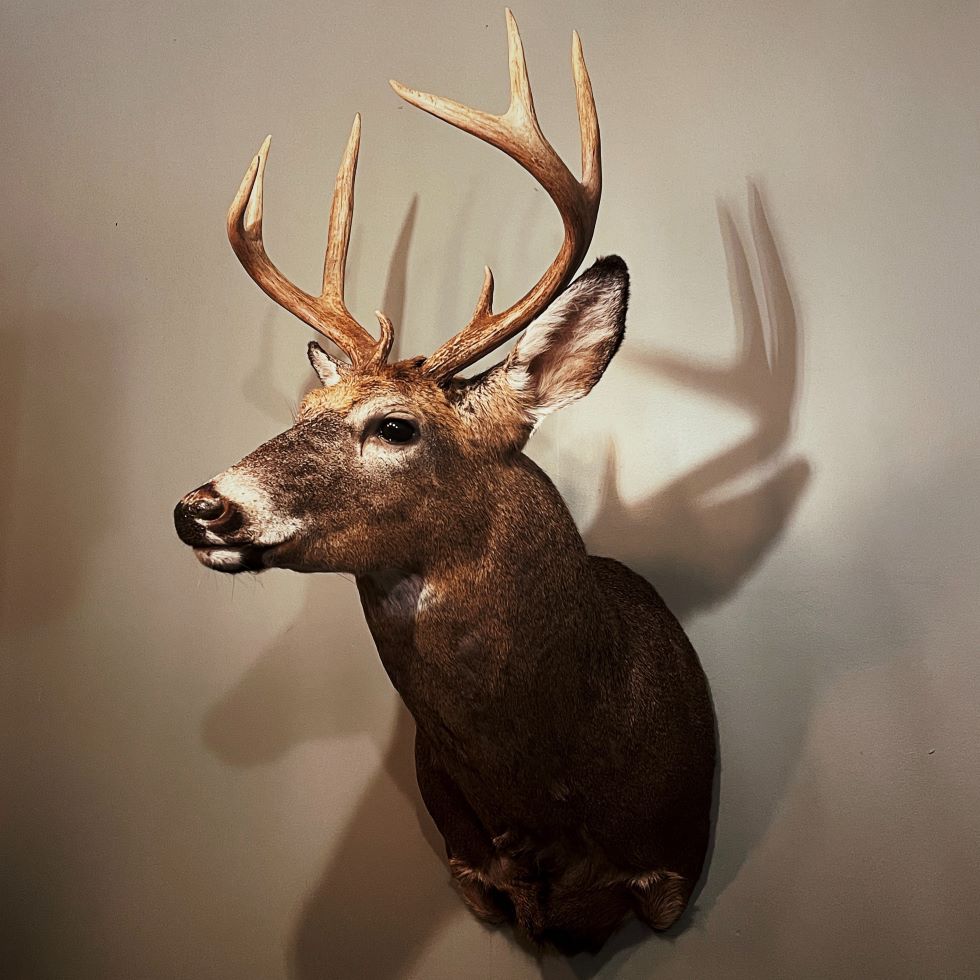 Sell Taxidermy & Natural History at Auction